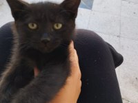 ACİL YUVA KEDİMİZE