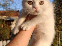 Beyaz Scottish Fold Yavru
