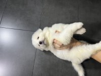 KAR TOP SAMOYED YAVRULARI TESLİME HAZIR
