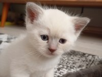 Scottish fold yavrularımız