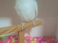 Albino Kırmızı Göz Dişi Muhabbet Kuşumuz