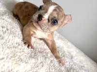 Renkli Gözlü Irk Garantili Yavrularım French Bulldog