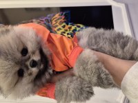 Orjinal pomeranian boo garantili