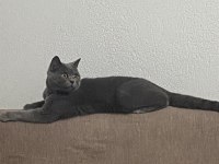 1.5 yaşında british shorthair