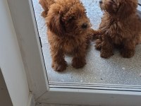 Toy poodle bebekleri