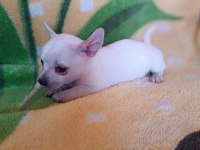 Dişi şivava chihuahua