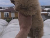 Bu pomeranian güzellikler sahiplendirmek için sizi bekliyor