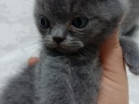 2 TANE KÜÇÜK AFACANLAR DİK VE KIRIK KULAK KEDİMİZ