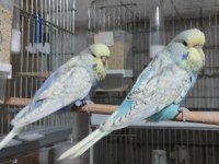 Show JUMBO Yavru ve Yetişkin Muhabbet Kuşu