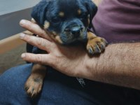 Irk garantili rottweiler yavrular