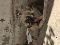 ÇİFT HARİKA KANGAL YAVRUSU