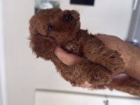 Şeker tadında toy poodle yavrular
