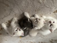 Güzel bebeklerimiz british shorthair