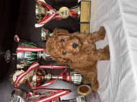 Toy Poodle Bebekleri
