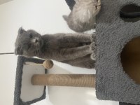 12 aylık scottish fold aşısı kimliği mevcut malzemesi