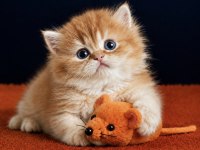 British longhair Golden Yavrular