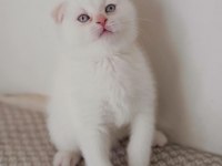 05.01.2026 doğumlu erkek scottish fold kedimiz