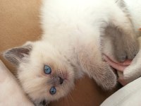 Show Kalite Silver British Longhair Yavrular