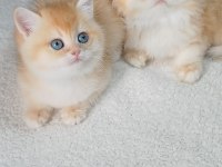 Golden British Shorthair Yavrular