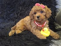 Sevimli Prenses Poodle