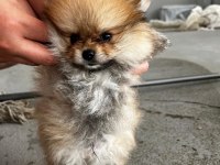 Kendi yetistirdigim köpeğimin pomeranian yavruları