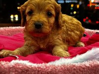 PİAZZA AVM PETSHOP GÜVENCESİYLE MALTİPOO