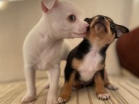 Varsa daha iyisi o da annesi pinscher
