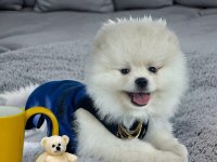 Antalya ırk ve sağlık garantili kar beyaz erkek pomeranian
