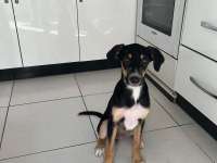 Rus finosu ve rottweiler kırması yavru