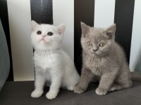 British shorthair beyaz dişi lilac erkek yavrular