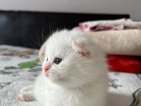 Scottish fold 40 günlük