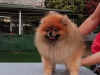 Rusya Export secereli Tedy Bear Pomeranian