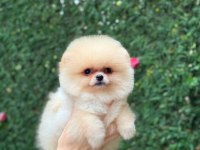 Show Kalite Pomeranian Boo Yavrular