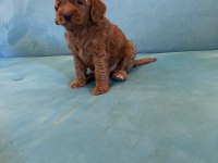 Babalık hakımız kalite poodle