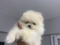 Pomeranian Boo Erkek
