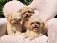 Mini Maltipoo Sevimli Bebekler