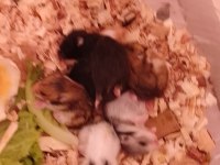 Suriye 5 adet yavru 3 haftalık
