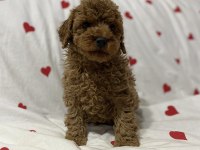 2 aylık toy poodle bebekler erkek
