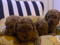 Safkan Toy Poodle Yavrular