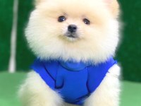 Pomeranian boo bebekler