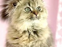 Highland scottish fold