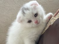 Minik scottish fold bebeğimiz