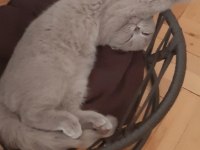 4,5 aylık scottish fold lilak dişi