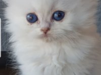 British longhair silver