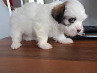 Terrier can dostları bunlar