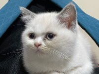 British Shorthair Blue Point