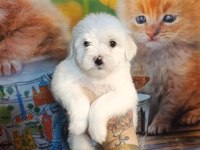 Yavru maltese köpekler