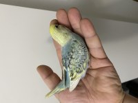 Yeme düşmek üzere olan muhabbet kuşları