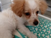 Yavru köpeğimizi sahiplendirmek istiyorum