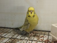 45-50 günlük bebek alıştırmalık muhabbet kuşu yavrular